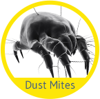 Dust Mite Treatment